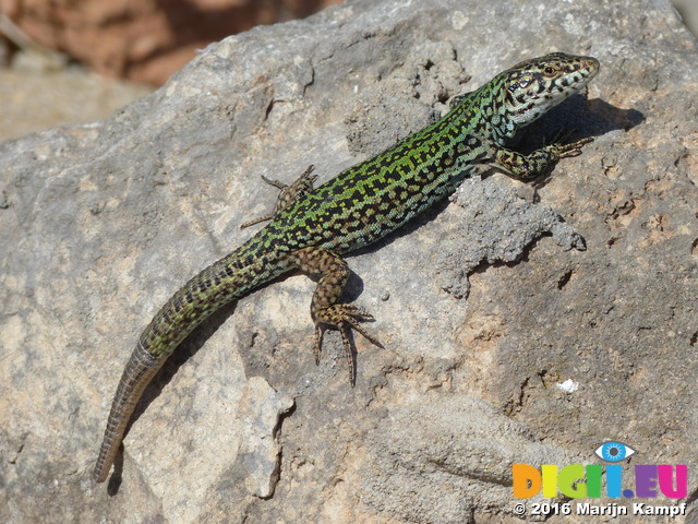 FZ027001 Colourful lizard on rocks